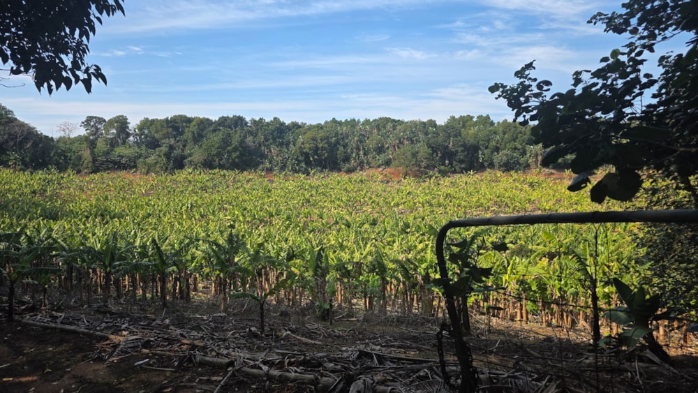 Banana farm for sale in Banners Rest - 1PD1749219 Banana farm for sale in Banners Rest - 1PD1749219
