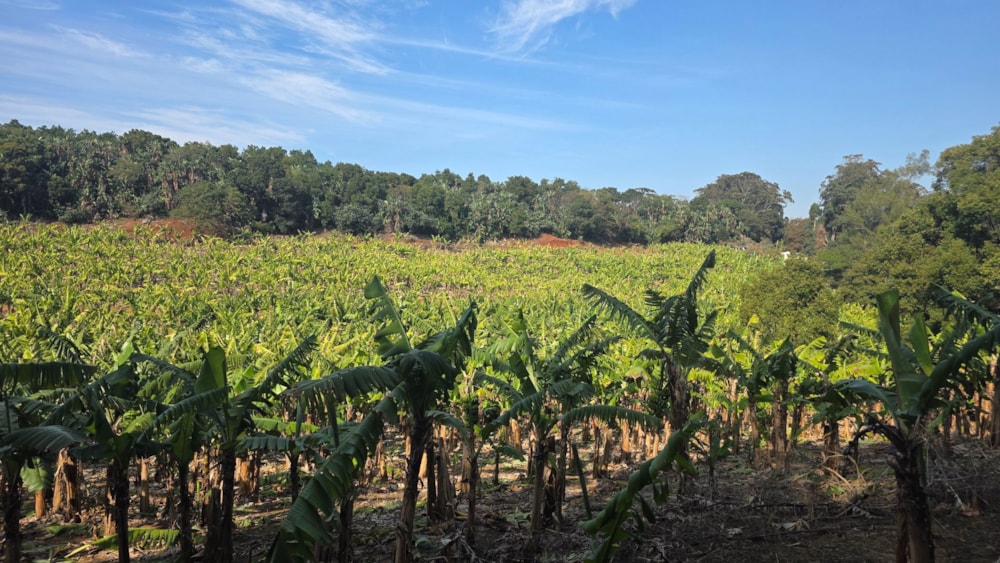 Banana farm for sale in Banners Rest - 1PD1749219 Banana farm for sale in Banners Rest - 1PD1749219