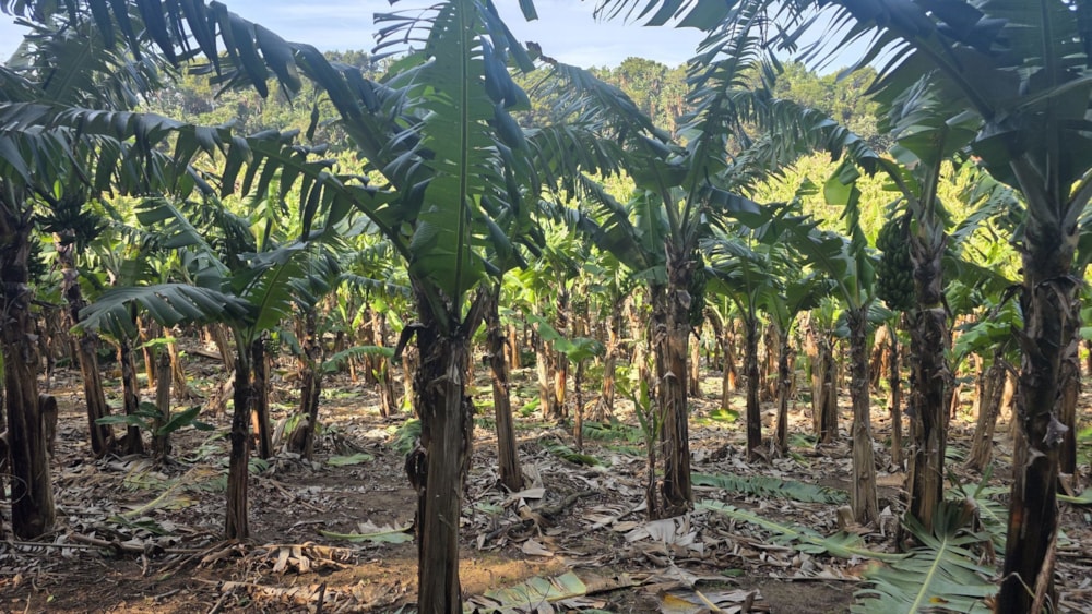 Banana farm for sale in Banners Rest - 1PD1749219 Banana farm for sale in Banners Rest - 1PD1749219
