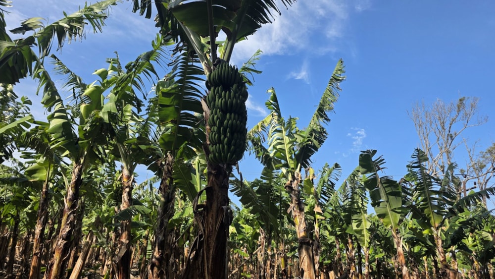 Banana farm for sale in Banners Rest - 1PD1749219 Banana farm for sale in Banners Rest - 1PD1749219