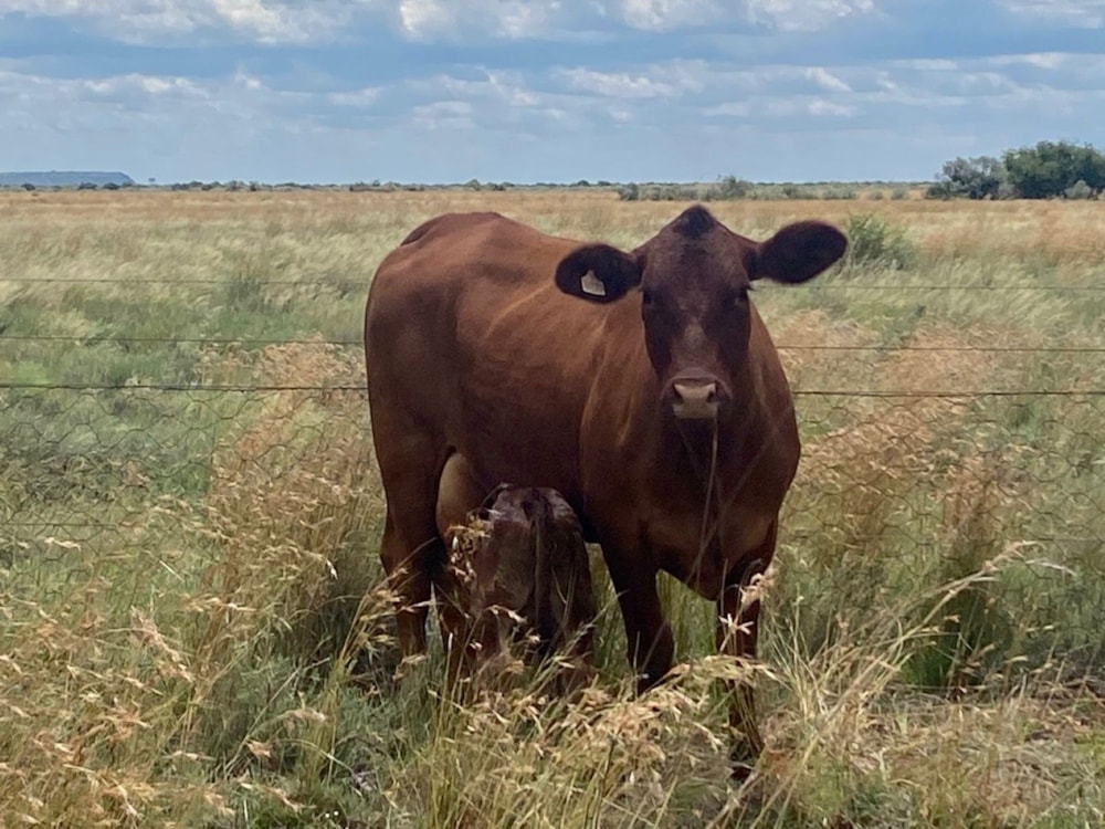 Livestock farm for sale in Douglas Rural - 1KJ1749269 Livestock farm for sale in Douglas Rural - 1KJ1749269