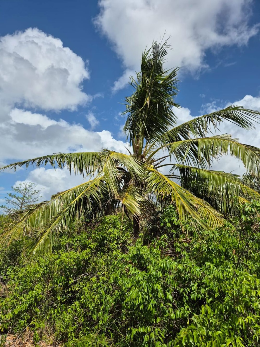 Vacant land for investment in Vilanculos, Mozambique - 3MQ1749711 Vacant land for investment in Vilanculos, Mozambique - 3MQ1749711