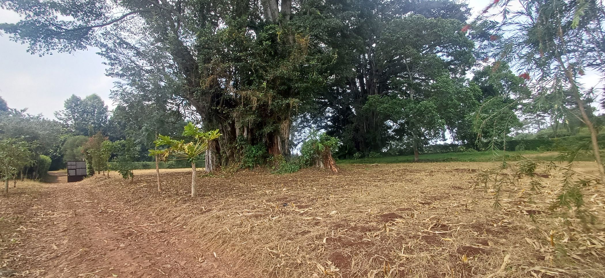 Vacant land for sale in Tigoni, Kenya - 3KE1750595