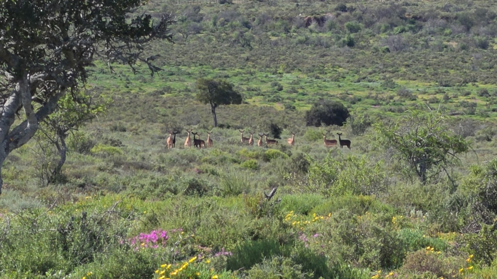 Game farm for sale in Steytlerville - 1KK1750040 Game farm for sale in Steytlerville - 1KK1750040