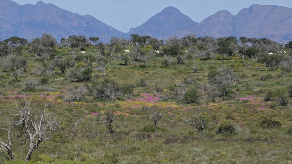 Game farm for sale in Steytlerville - 1KK1750040 Game farm for sale in Steytlerville - 1KK1750040