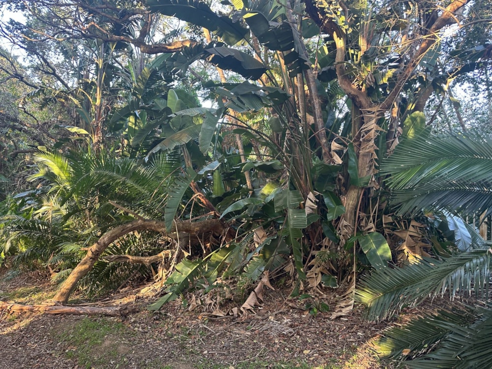 Residential vacant land for sale in Palm Beach - 1PD1750164