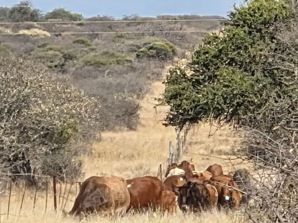 Farm vacant land for sale in Makhado (Louis Trichardt) - 1TA1750259