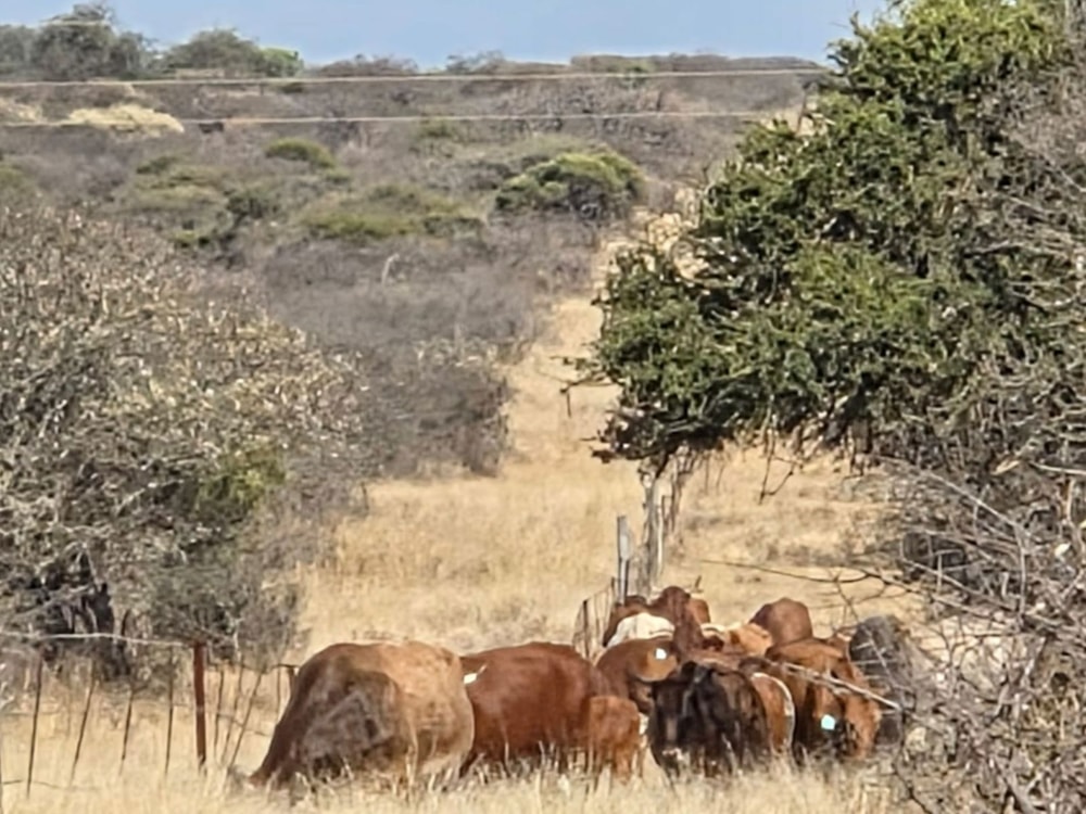 Farm vacant land for sale in Makhado (Louis Trichardt) - 1TA1750259 Farm vacant land for sale in Makhado (Louis Trichardt) - 1TA1750259