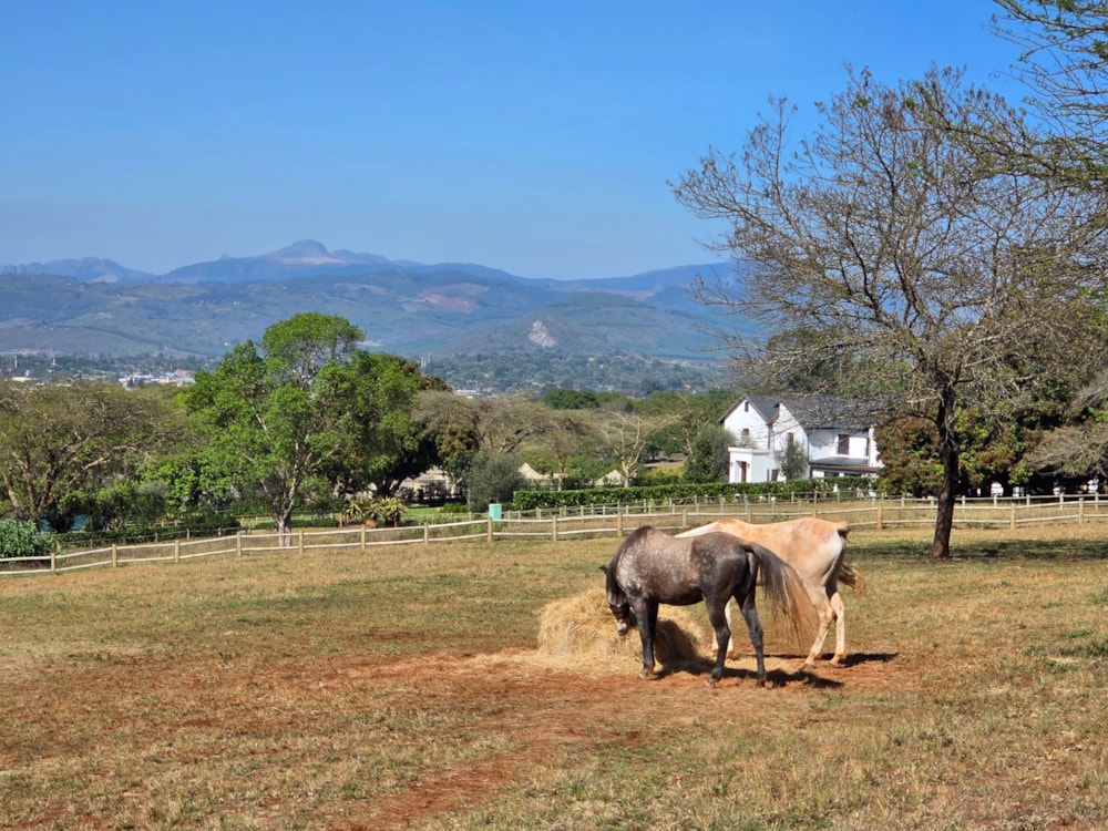 Residential vacant land for sale in Tzaneen, Limpopo Province - 1TA1751974 Residential vacant land for sale in Tzaneen, Limpopo Province - 1TA1751974