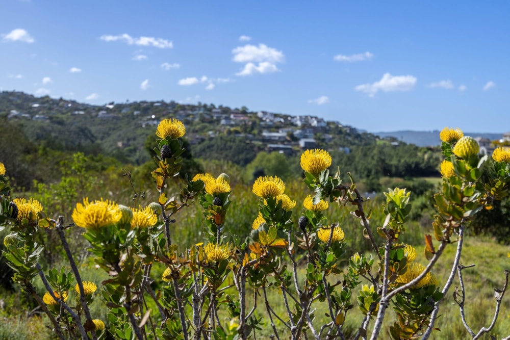 Vacant land for sale in Kanonkop, Knysna - 1KG1711166