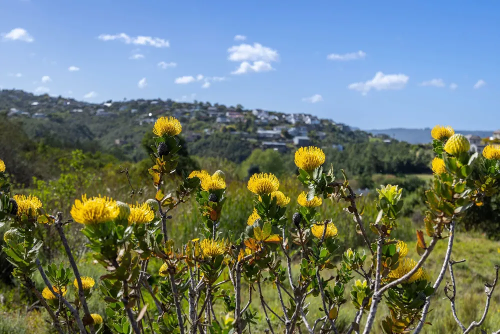Vacant land for sale in Kanonkop, Knysna - 1KG1711166 Vacant land for sale in Kanonkop, Knysna - 1KG1711166