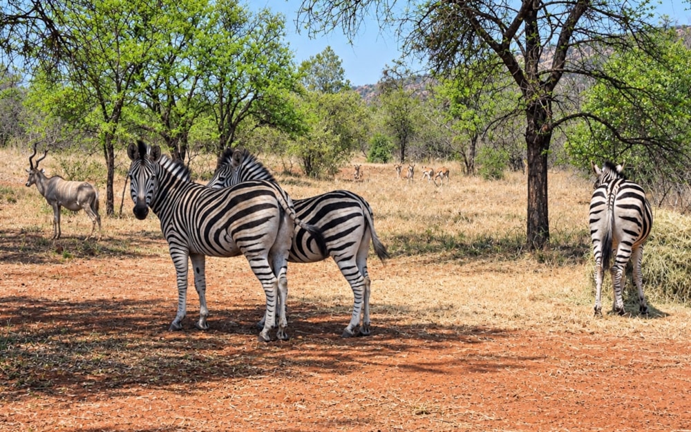 Game farm for sale in Rustenburg - 1RU1675410 Game farm for sale in Rustenburg - 1RU1675410