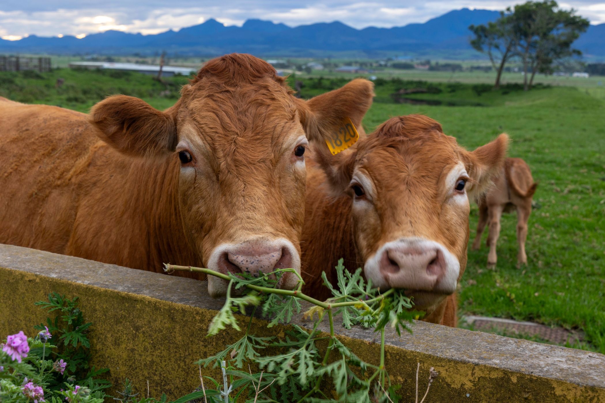 Breeding farm for sale in Mossel Bay Rural - 1MB1753440