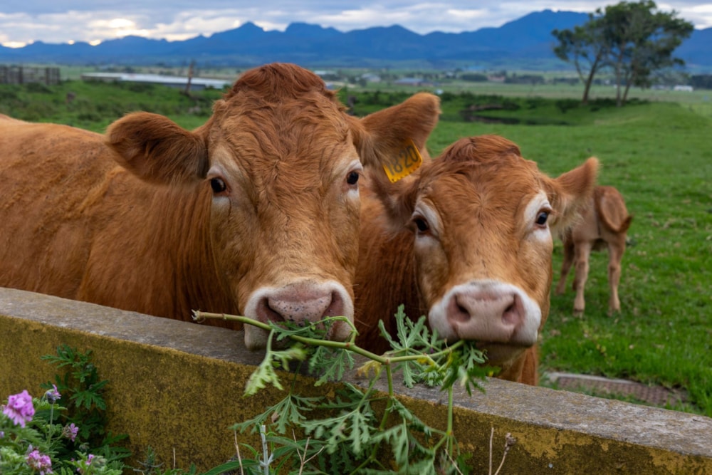 Breeding farm for sale in Mossel Bay Rural - 1MB1753440 Breeding farm for sale in Mossel Bay Rural - 1MB1753440