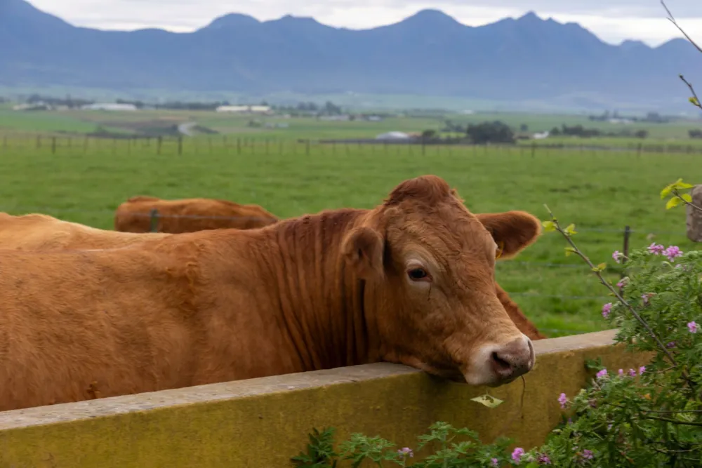 Breeding farm for sale in Mossel Bay Rural - 1MB1753440