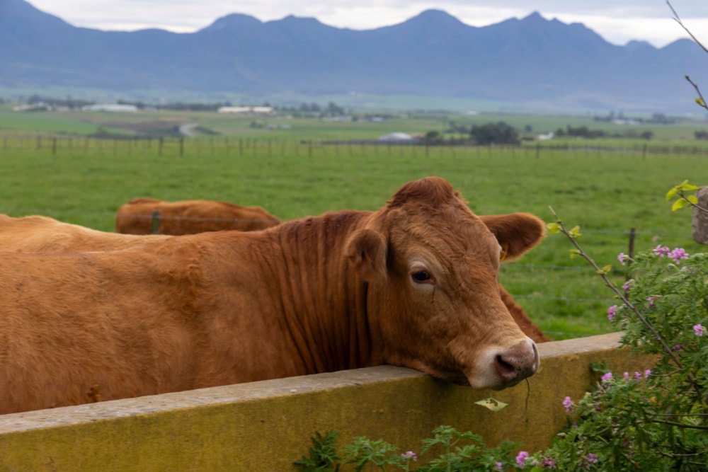 Breeding farm for sale in Mossel Bay Rural - 1MB1753440 Breeding farm for sale in Mossel Bay Rural - 1MB1753440