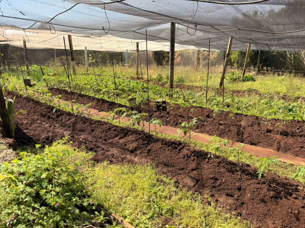 Smallholding for sale in Tzaneen, Limpopo Province - 1TA1750957