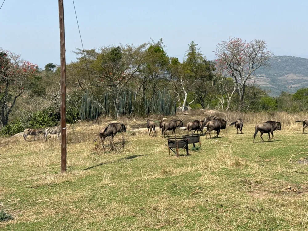 Nut farm for sale in Mbombela Rural (Nelspruit Rural) - 1NK1753023