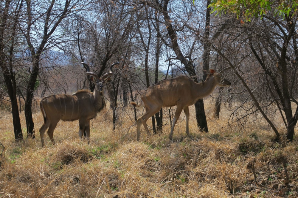 Game farm for sale in Thabazimbi - 1ER1752746 Game farm for sale in Thabazimbi - 1ER1752746