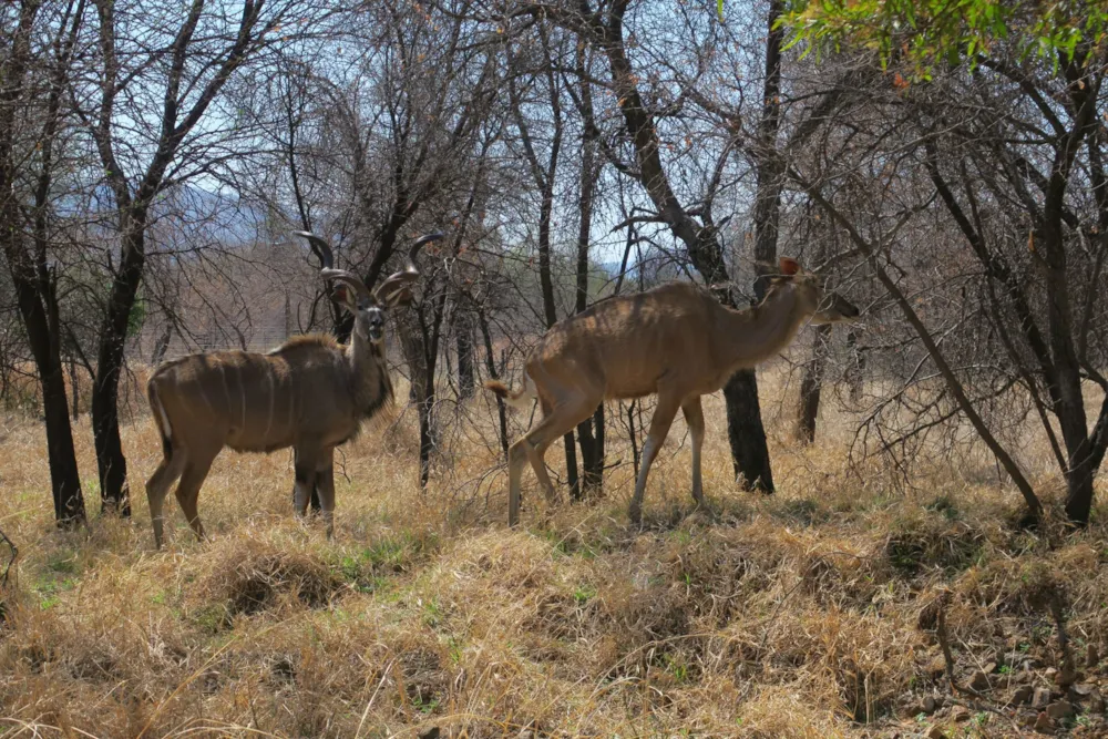 Game farm for sale in Thabazimbi - 1ER1752746 Game farm for sale in Thabazimbi - 1ER1752746