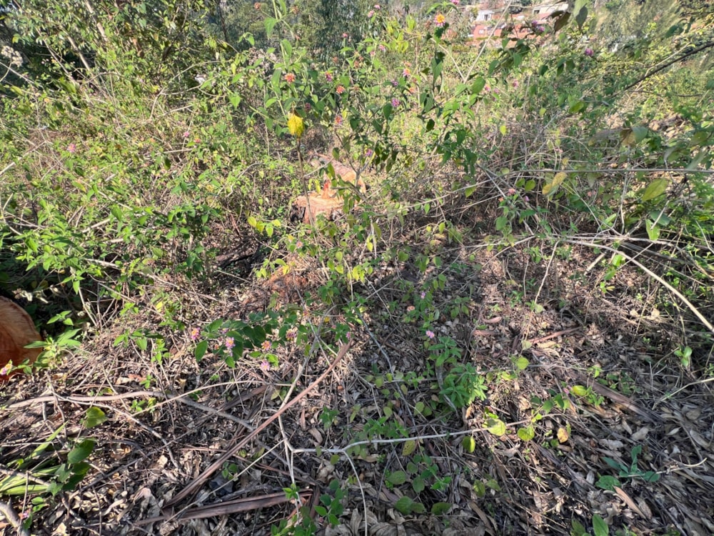 Residential vacant land for sale in Lobamba, Eswatini - 3ES1752841 Residential vacant land for sale in Lobamba, Eswatini - 3ES1752841