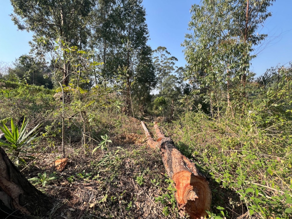 Residential vacant land for sale in Lobamba, Eswatini - 3ES1752841 Residential vacant land for sale in Lobamba, Eswatini - 3ES1752841