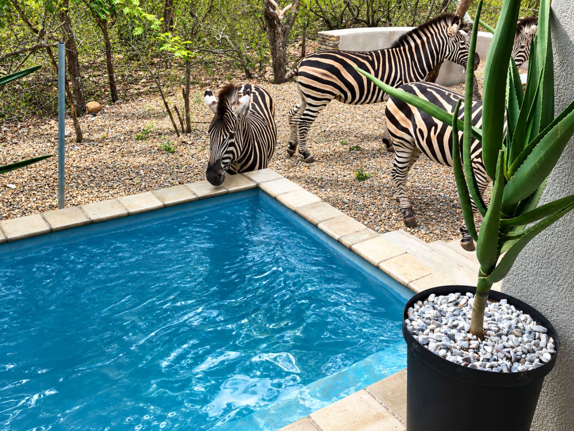 House to rent in Marloth Park - 1NK1617231