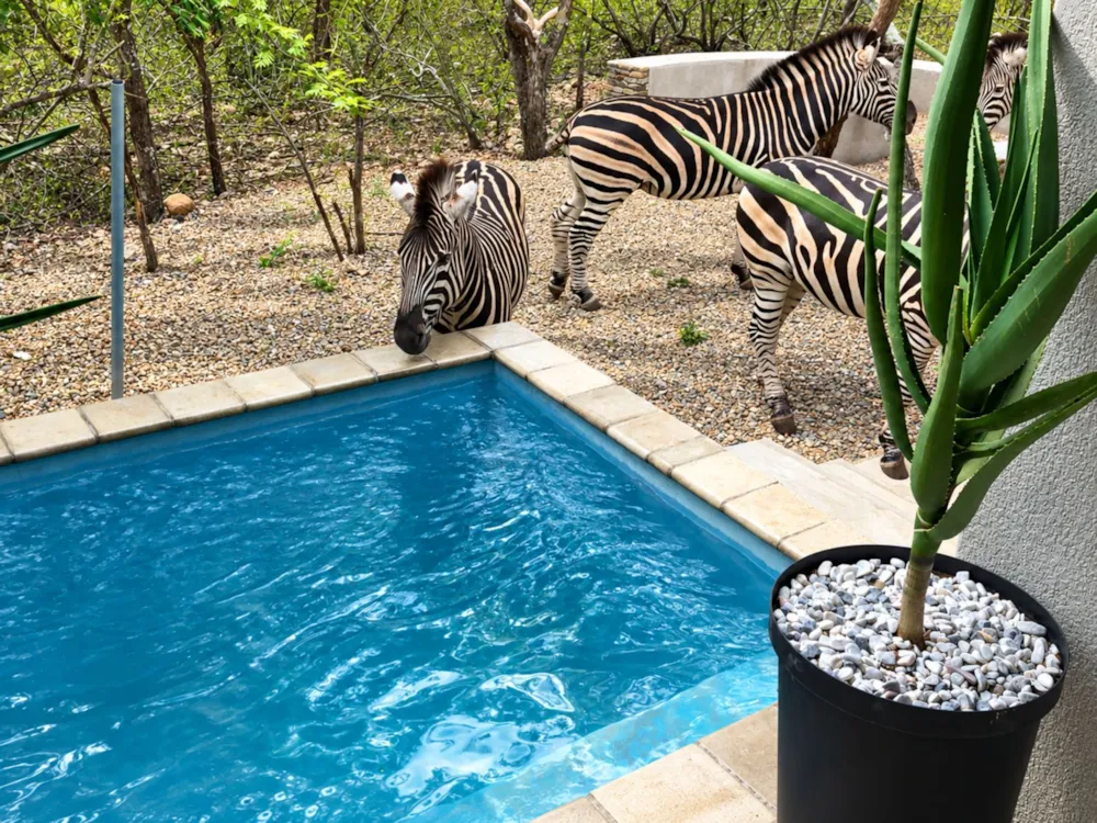 House to rent in Marloth Park - 1NK1617231 House to rent in Marloth Park - 1NK1617231