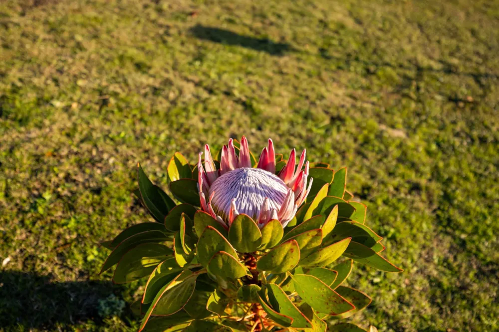 Vacant land for sale in Fernwood, Knysna - 1KG1743289 Vacant land for sale in Fernwood, Knysna - 1KG1743289