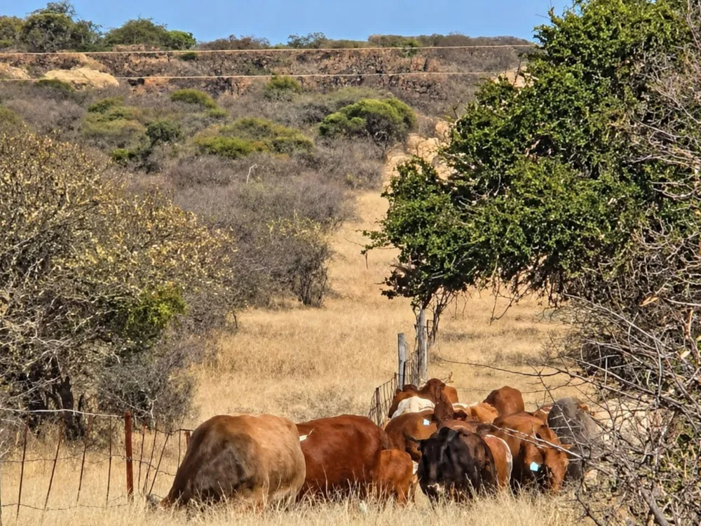 Farm vacant land for sale in Makhado (Louis Trichardt) - 1TA1750259 Farm vacant land for sale in Makhado (Louis Trichardt) - 1TA1750259