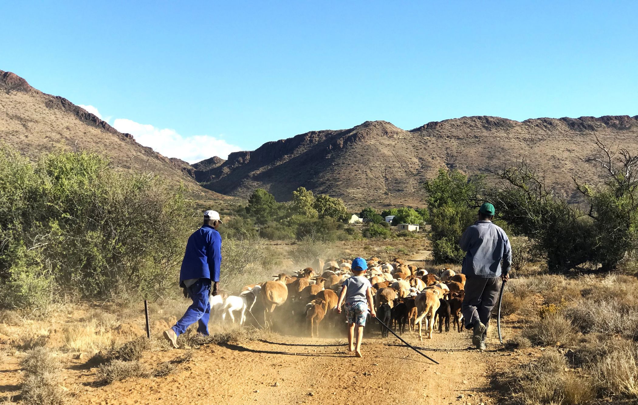 Livestock farm for sale in Middelburg Rural - 1KK1753624