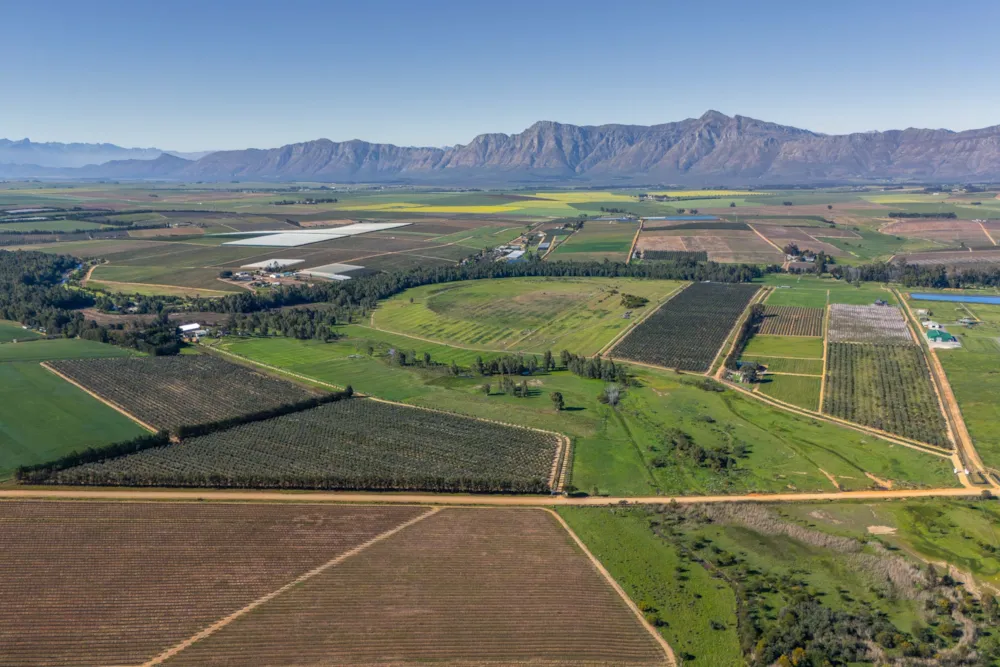 Olive farm for sale in Wellington - TK1754108 Olive farm for sale in Wellington - TK1754108