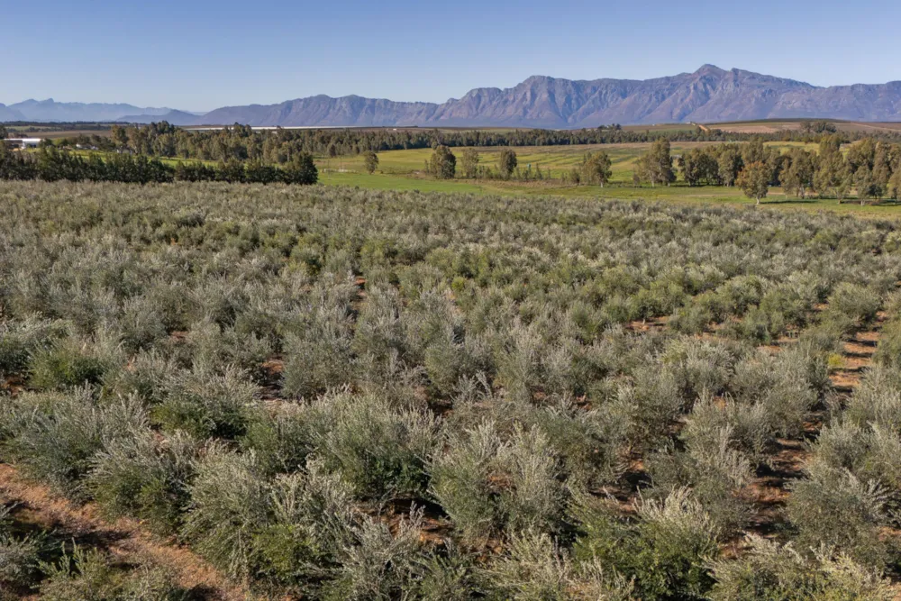 Olive farm for sale in Wellington - TK1754108 Olive farm for sale in Wellington - TK1754108
