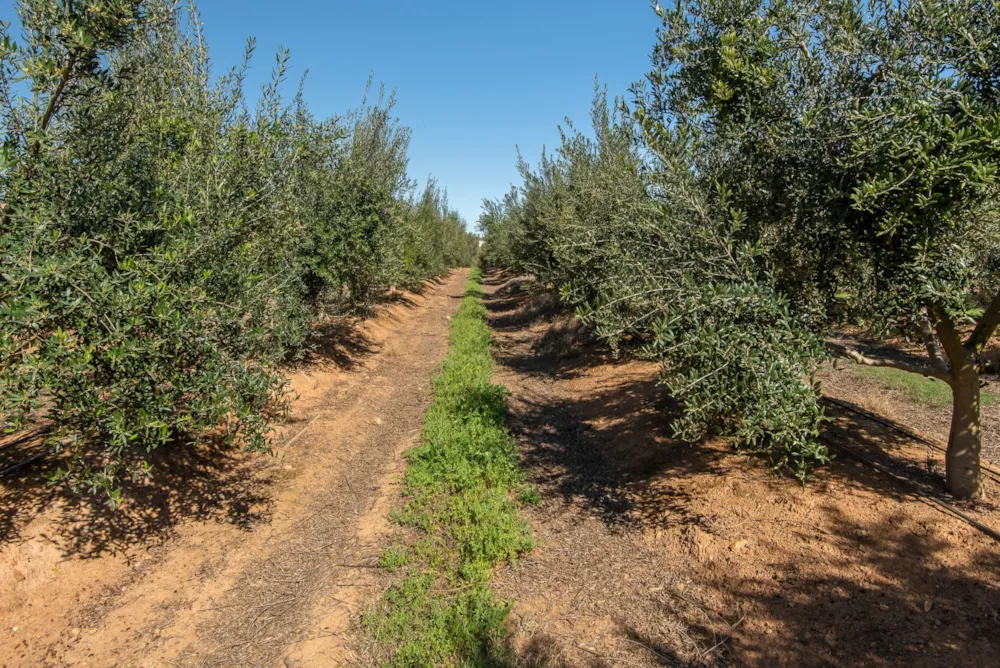 Olive farm for sale in Wellington - TK1754108 Olive farm for sale in Wellington - TK1754108