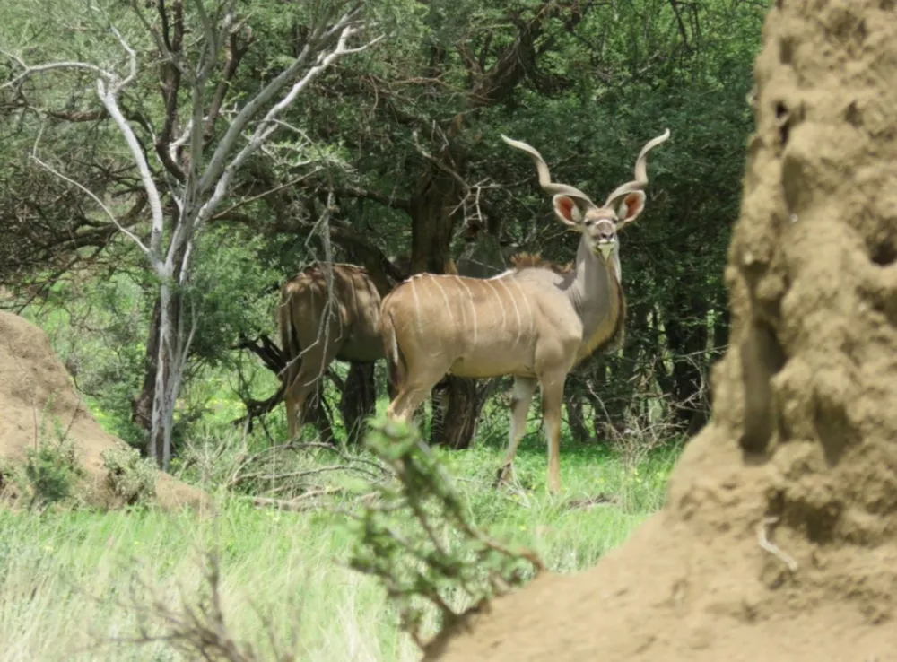 Game farm for sale in Okahandja, Namibia - 3NM1754143