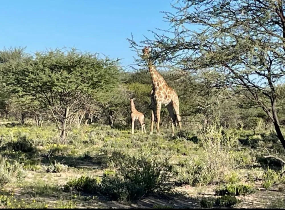 Game farm for sale in Okahandja, Namibia - 3NM1754143