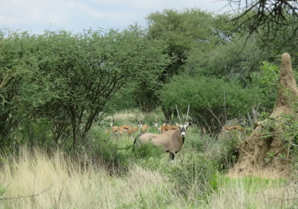 Game farm for sale in Okahandja, Namibia - 3NM1754143