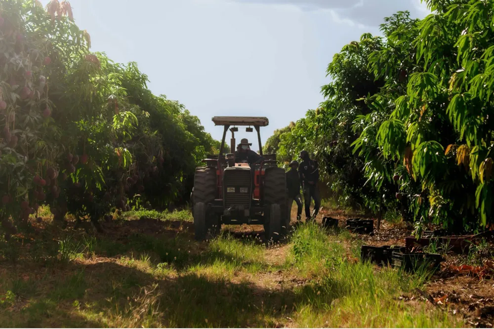 Nut farm for sale in Oribi Flats - 1PSH1756913