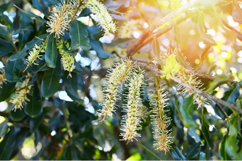 Nut farm for sale in Oribi Flats - 1PSH1756913