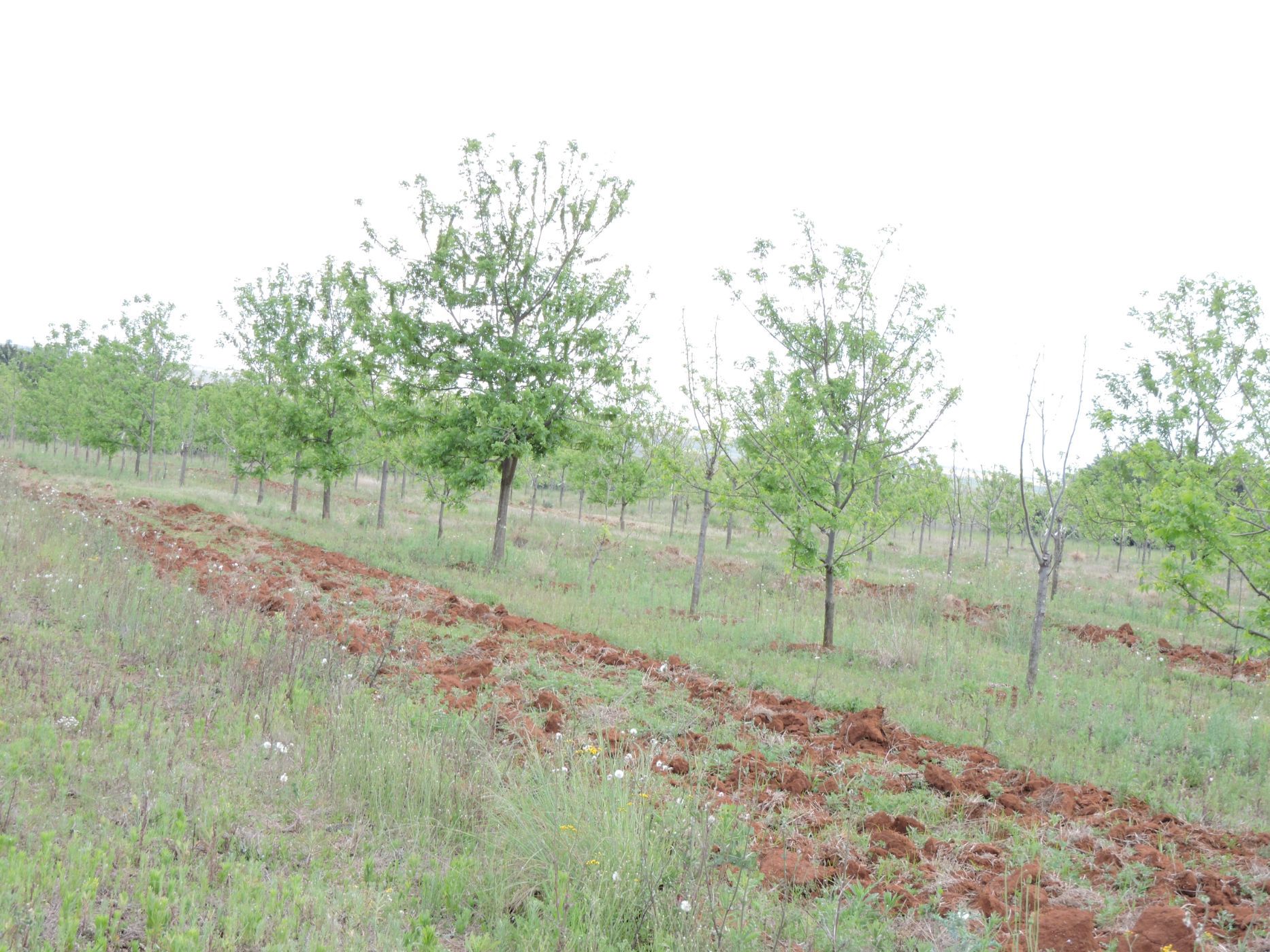 Nut farm for sale in Koster - 1RU1755622