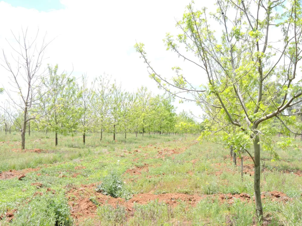 Nut farm for sale in Koster - 1RU1755622 Nut farm for sale in Koster - 1RU1755622