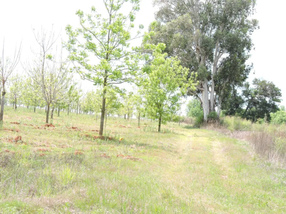 Nut farm for sale in Koster - 1RU1755622 Nut farm for sale in Koster - 1RU1755622