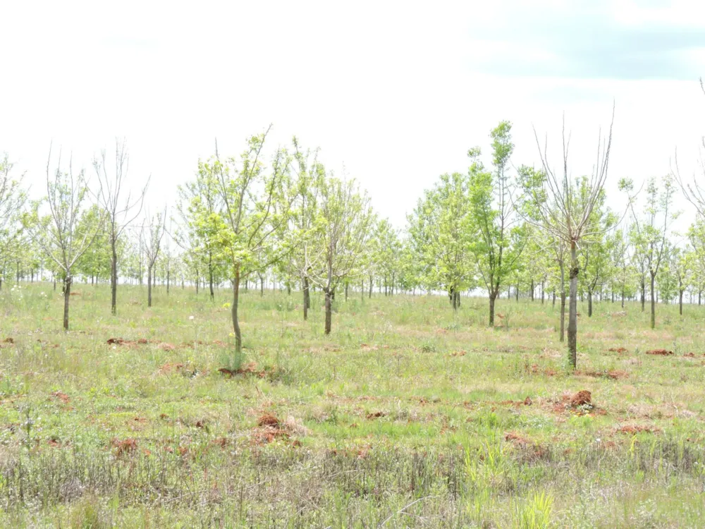 Nut farm for sale in Koster - 1RU1755622 Nut farm for sale in Koster - 1RU1755622