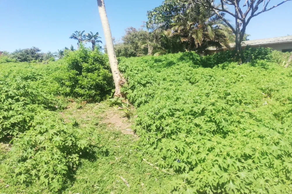 Vacant land for sale in Hibberdene - 1PSH1755877 Vacant land for sale in Hibberdene - 1PSH1755877