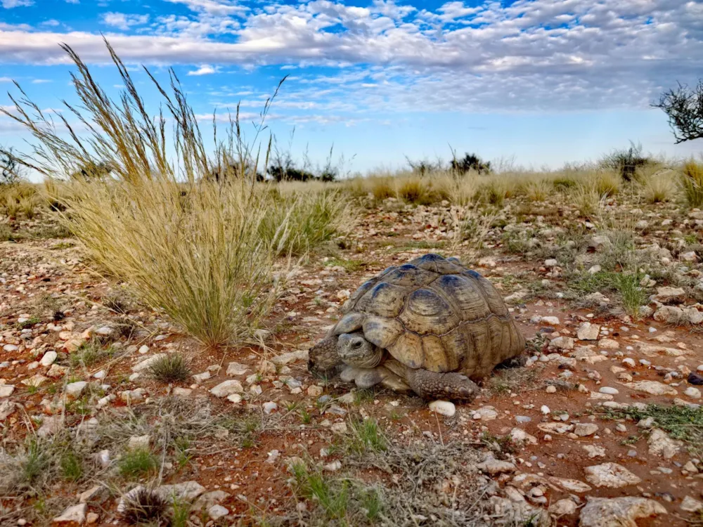 Livestock farm for sale in Mariental, Namibia - 3NM1755994 Livestock farm for sale in Mariental, Namibia - 3NM1755994