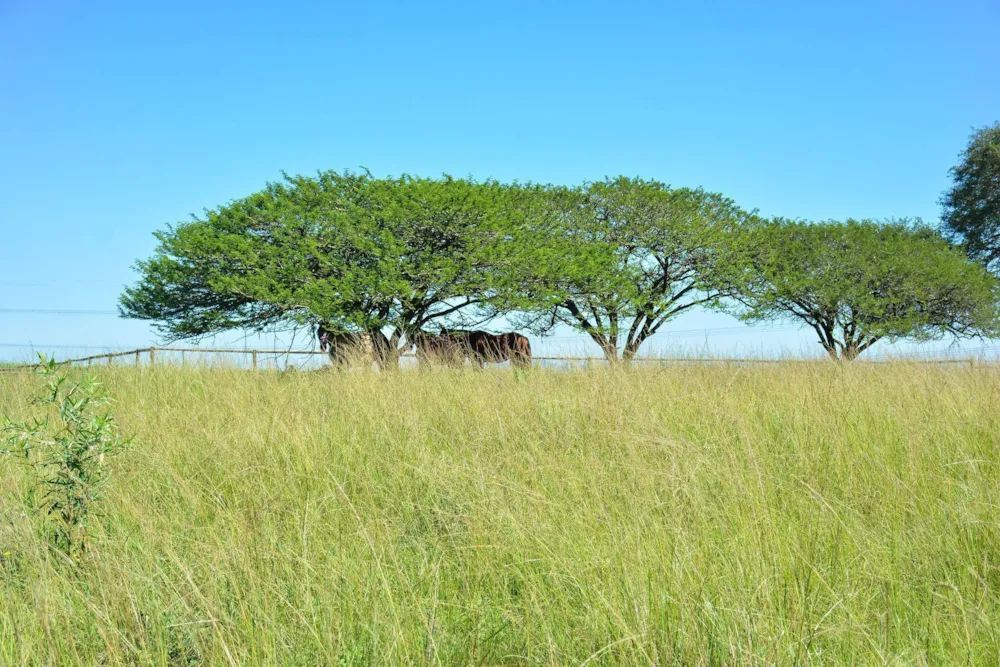 Vacant land for sale in Camperdown - 1PM1756148 Vacant land for sale in Camperdown - 1PM1756148