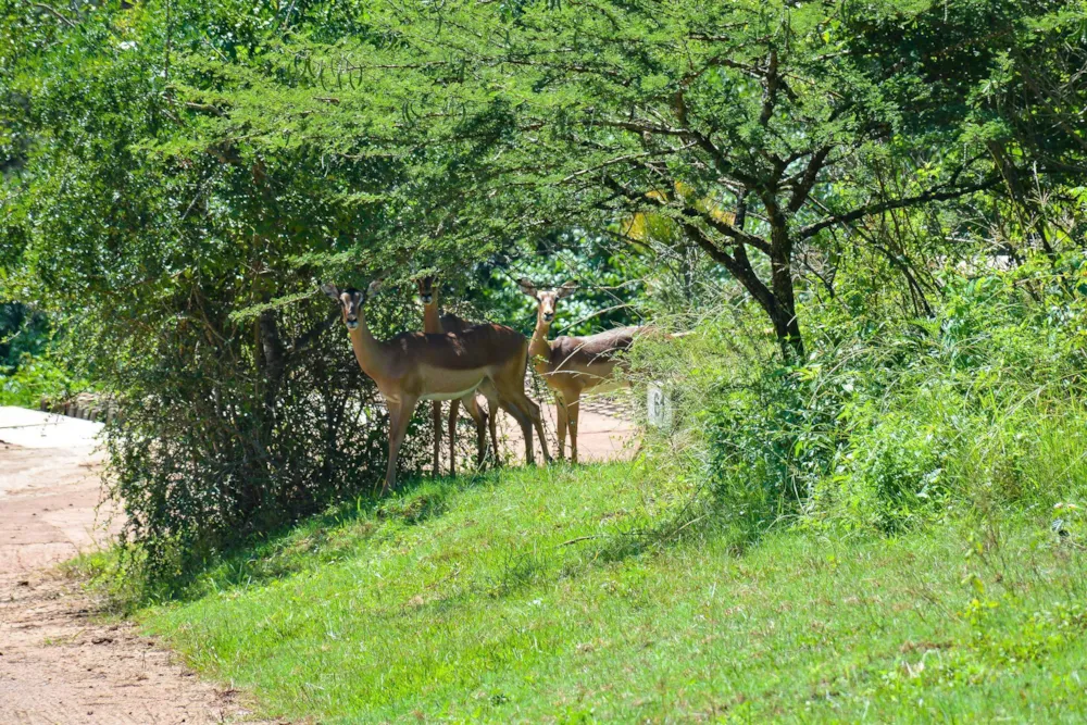Vacant land for sale in Camperdown - 1PM1756148 Vacant land for sale in Camperdown - 1PM1756148