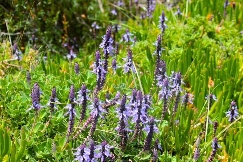 Residential vacant land for sale in Fernwood, Knysna - 1KG1731691