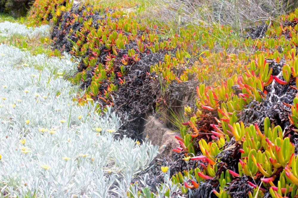 Residential vacant land for sale in Fernwood, Knysna - 1KG1716571