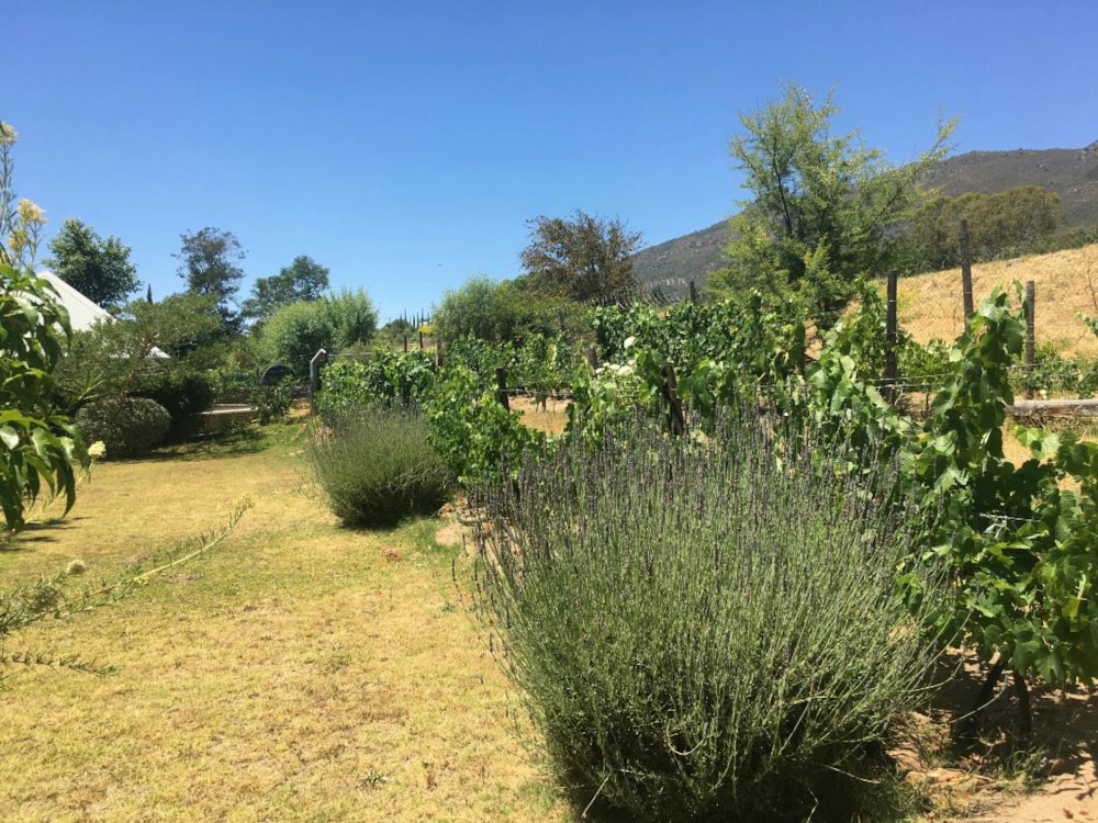 Vacant land sold in Riebeek West - RV1716185